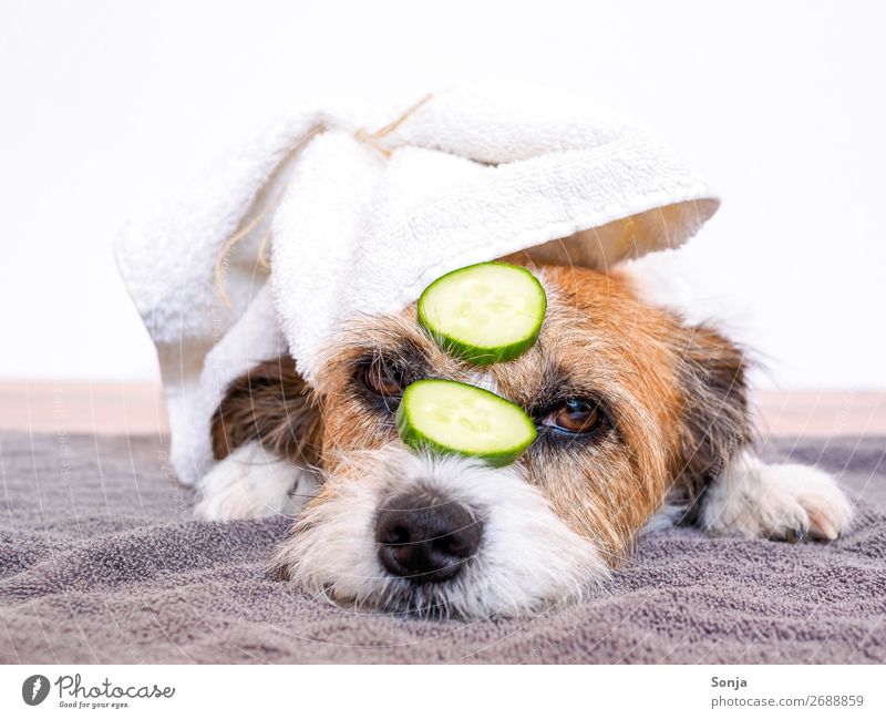 Small dog with cucumber slices on his face Food Slices of cucumber Lifestyle Joy Wellness Harmonious Well-being Contentment Relaxation Calm Animal Pet Dog