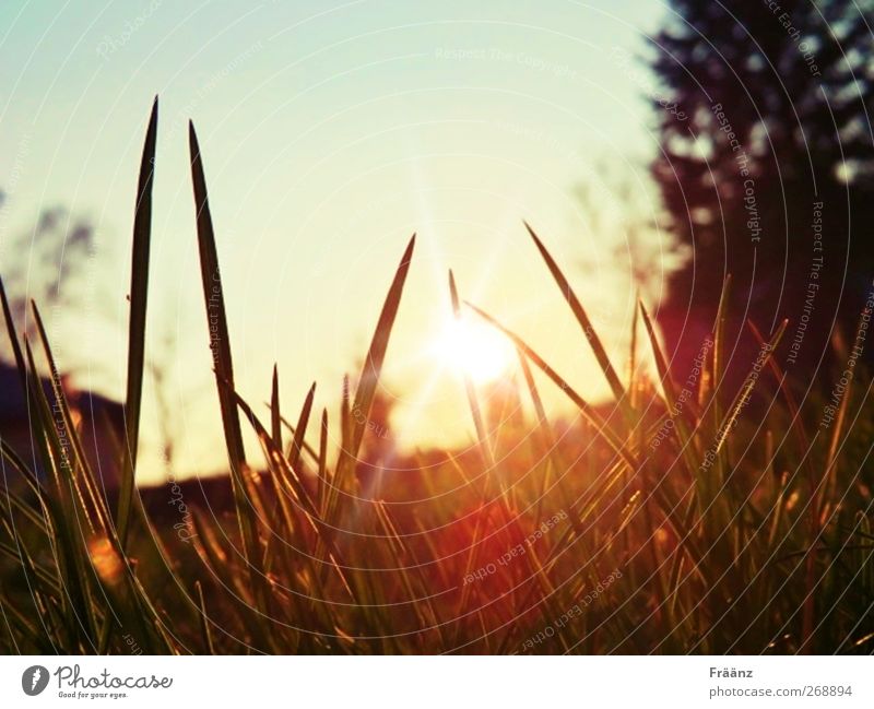 The Sunset Nature Landscape Sky Sunrise Sunlight Spring Beautiful weather Grass Garden Think To enjoy Looking Dream Faded Free Uniqueness Warmth Multicoloured