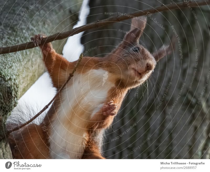 Standing squirrel in a tree Nature Animal Sunlight Beautiful weather Tree Wild animal Animal face Pelt Claw Paw Squirrel Rodent Ear Eyes 1 Observe To hold on