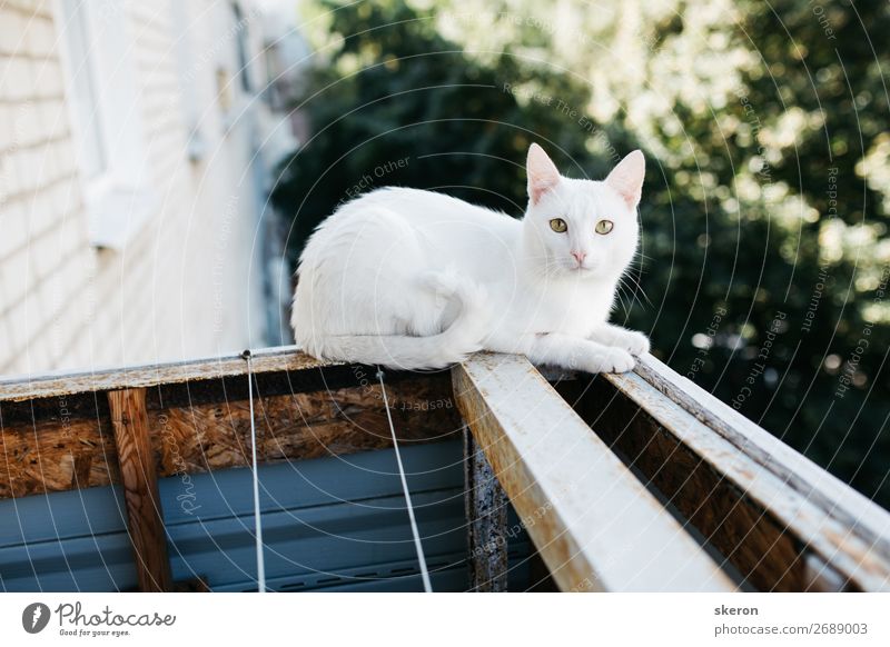 cute white cat looking from balcony Lifestyle Elegant Leisure and hobbies Living or residing Flat (apartment) House (Residential Structure) Summer