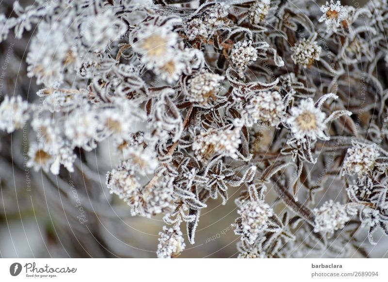 Autumn aster in winter dress Plant Winter Climate Ice Frost Bushes Leaf Blossom Garden Esthetic Cold Silver White Moody Romance Elegant Nature Style Environment