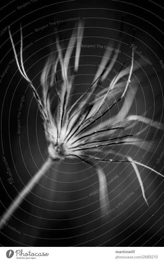 Fruit head of a composite flower in black and white Hiking Nature Plant Flower Blossom Faded Black Sadness Grief Death Daisy Family Black & white photo