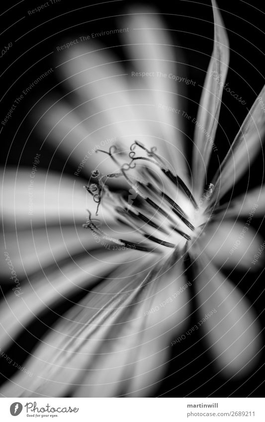 Meadowboxbart in black white Nature Plant Flower Blossom Meadow Salsify Beautiful Peaceful Goodness Grief Death Innocent nature species Black & white photo