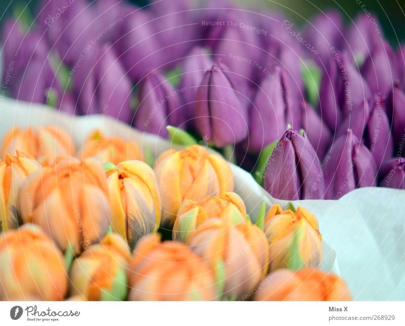 fragrant Spring Flower Tulip Leaf Blossom Blossoming Fragrance Violet Bouquet Tulip blossom Farmer's market Orange Colour photo Multicoloured Pattern Deserted