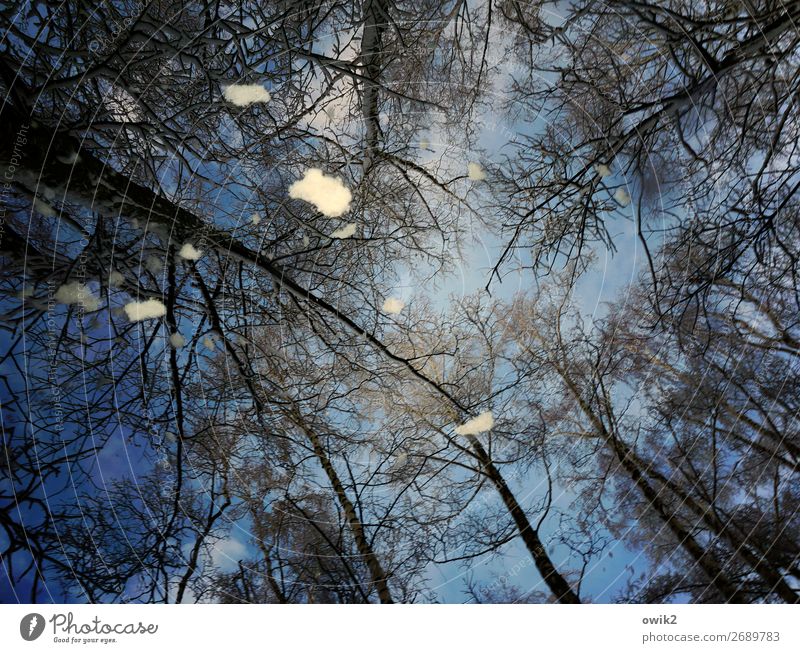 from above Environment Nature Landscape Sky Winter Snow Snowfall Tree Tree trunk Twigs and branches Above Blue Muddled Colour photo Exterior shot Detail