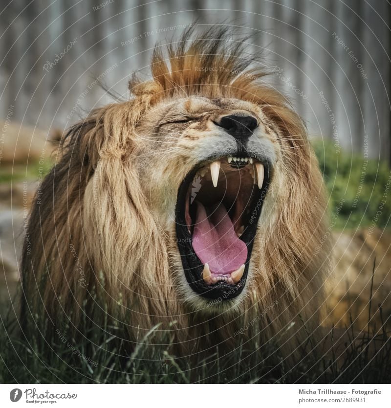Roaring Lion Nature Animal Sunlight Wild animal Animal face Pelt Zoo Lion's mane Muzzle Set of teeth Tongue 1 Scream Near Yellow Green Orange Black Power