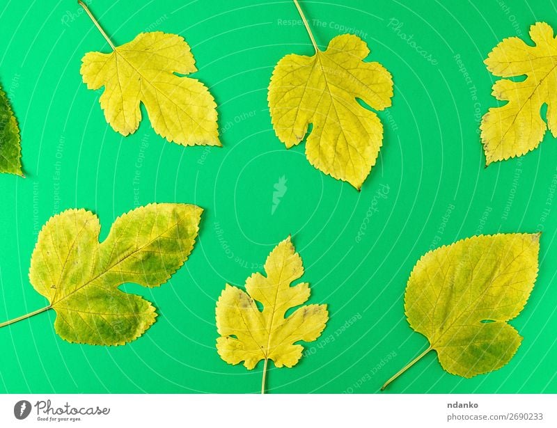 yellow and green leaves of mulberry Decoration Nature Plant Autumn Tree Leaf Bright Natural Yellow Green Colour Autumnal background Banner border Botany Card