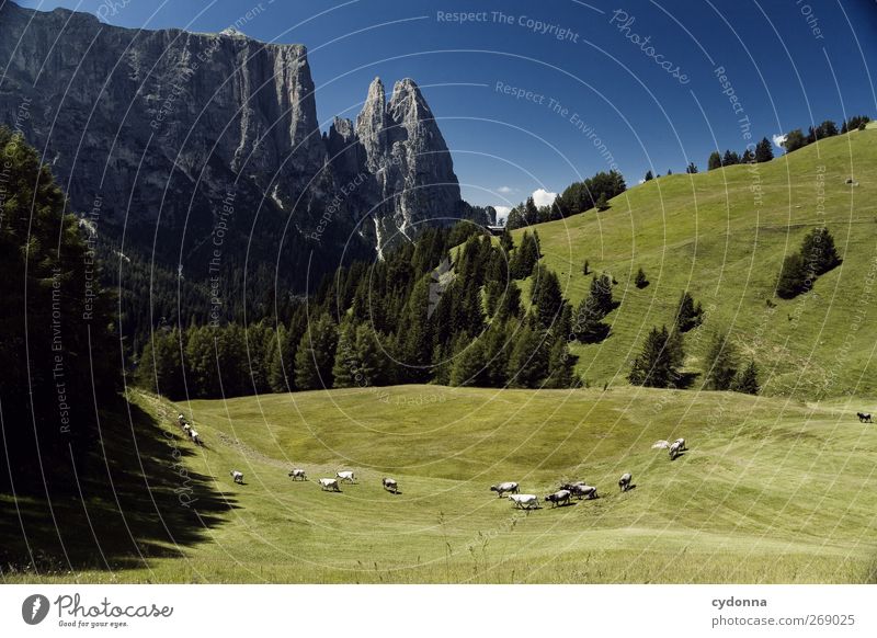Alpe di Siusi Harmonious Well-being Relaxation Calm Vacation & Travel Tourism Trip Far-off places Freedom Hiking Environment Nature Landscape Sky Summer