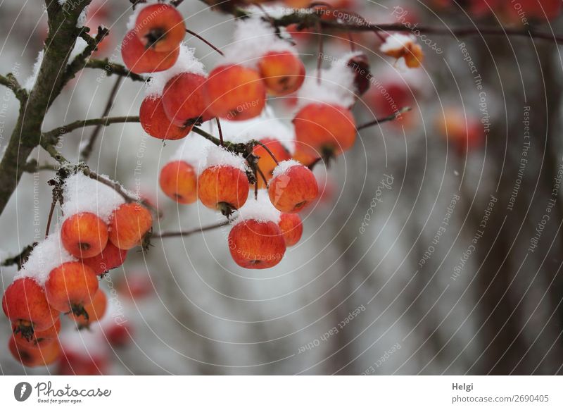 Branch with orange-red decorative apples covered with snowy bonnet Environment Nature Plant Winter Snow tree Apple tree Twigs and branches Garden Freeze hang