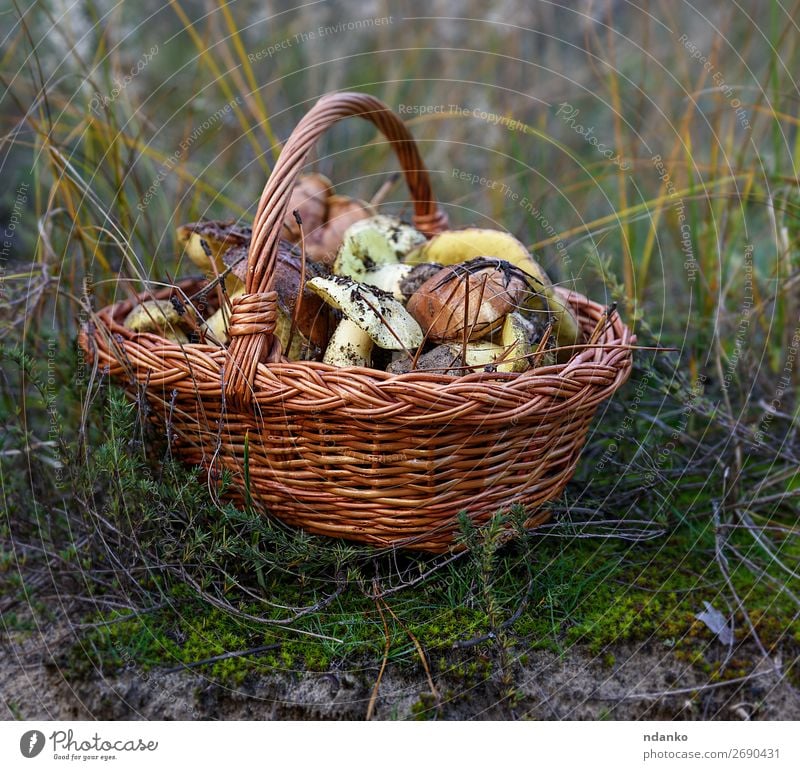 edible wild mushrooms Vegetable Vegetarian diet Nature Autumn Grass Forest Fresh Natural Wild Brown Yellow Green White Ground background Basket Edible food