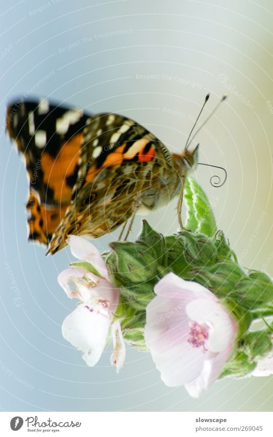 Butterfly on blossom Plant Leaf Blossom Animal 1 Sit Esthetic Bright Beautiful Blue Multicoloured Green Pink Happiness Love of animals Authentic Red admiral