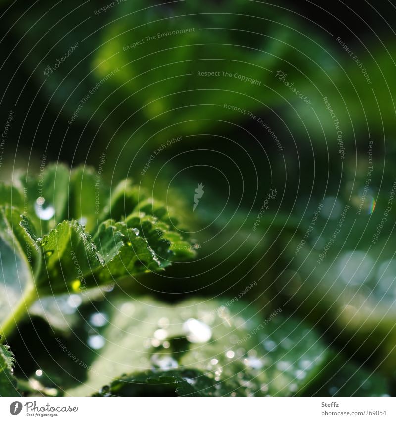 Lady's mantle - in the depths of the garden Alchemilla vulgaris medicinal plant differently Alchemilla leaves Drop dew drops Dew raindrops Dark green