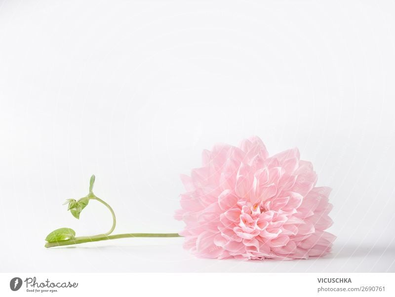 Pastel pink flower on white background, with copy space can used for greeting, nature, garden or cosmetic concepts templates pastel peony spring stem summer