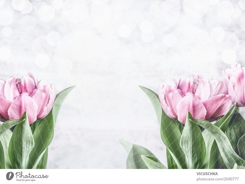 Pink tulips on white background Style Design Feasts & Celebrations Mother's Day Easter Wedding Birthday Nature Plant Spring Flower Tulip Decoration Bouquet