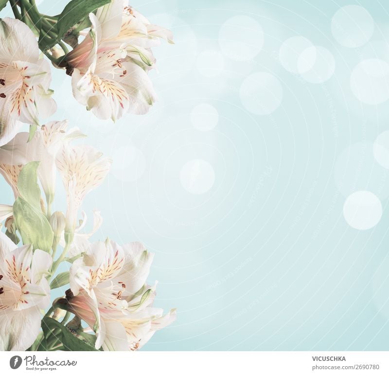 White flowers on light blue background with green leaves and bokeh