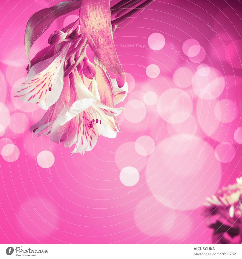 Flowers on pink background with Bokeh. Design Joy Valentine's Day Mother's Day Birthday Nature Plant Bouquet Hip & trendy Pink Fragrance Background picture Blur