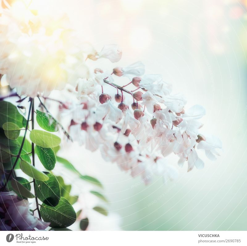 White spring acacia blossom on blurred nature background with bokeh and sunlight, close up. Abstract floral springtime nature , outdoor white abstract medicine