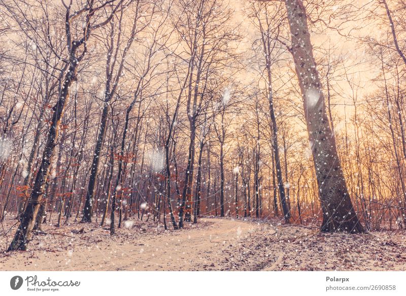 Morning snow falling in a forest with a beautiful sunrise Beautiful Vacation & Travel Sun Winter Snow Environment Nature Landscape Climate Weather Tree Park