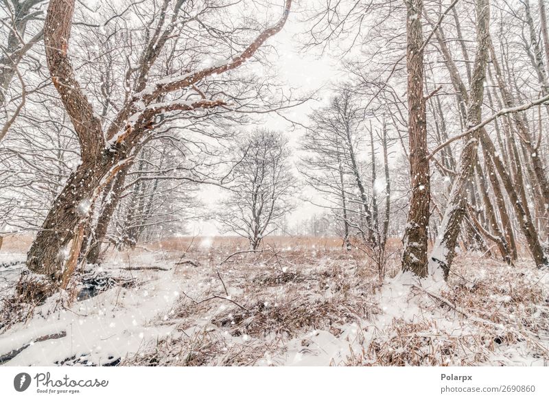Snow in a forest with barenaked trees in snowy weather Beautiful Winter Christmas & Advent Environment Nature Landscape Sky Weather Fog Tree Grass Forest