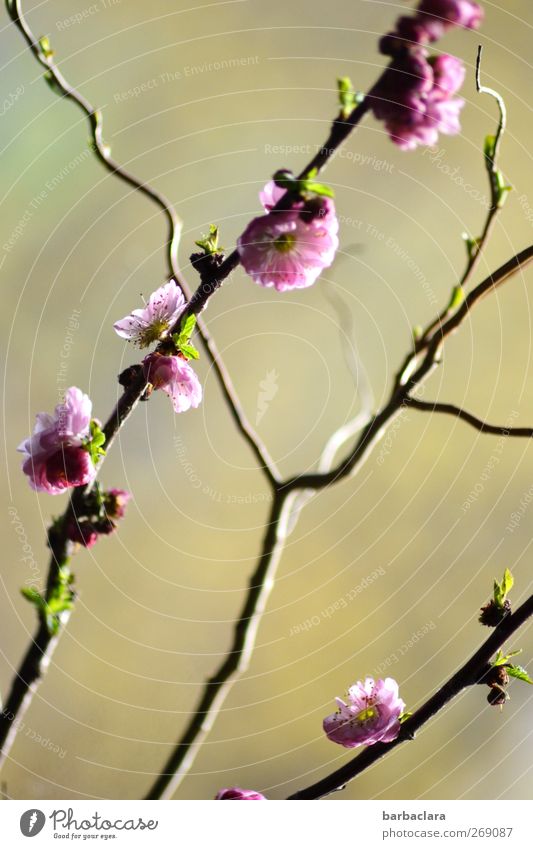 almond blossom Spring Bushes Almond blossom Willow corkscrew Decoration Line Diagonal Blossoming Growth Esthetic Fresh Bright Green Pink Moody Spring fever