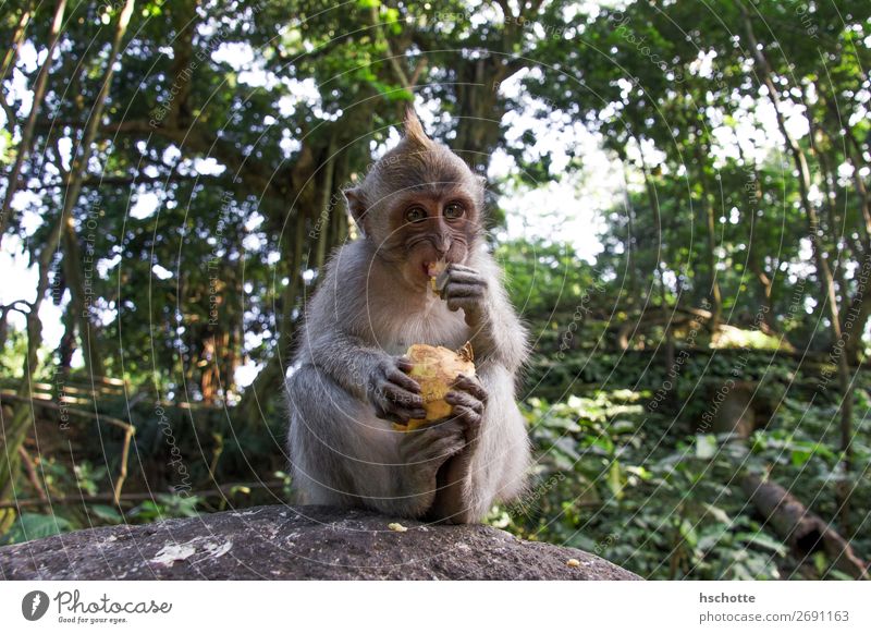 Mine! Mine! Mine! - Monkey eats fruit Environment Nature Animal Sunlight Plant Tree Bushes Foliage plant Forest Virgin forest Clearing Wild animal monkey 1