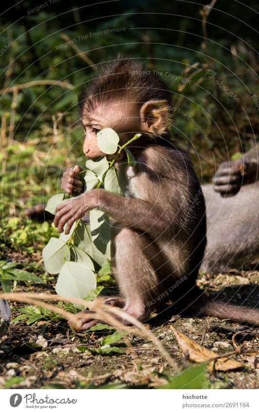 Baby monkey is having a good time Environment Nature Animal Summer Tree Leaf Foliage plant Virgin forest Forest Clearing Wild animal Pelt 1 Baby animal Eating