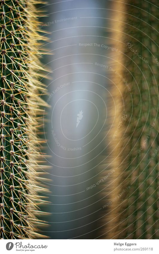 Proximity and distance Plant Cactus Exotic Poverty Past Future Allegory Point Soft Colour photo Interior shot Close-up Detail Shallow depth of field