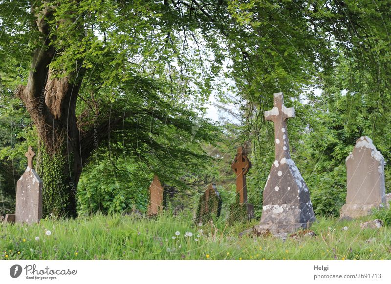 old gravestones and crosses under a big tree on a cemetery in Ireland Vacation & Travel Tourism Sightseeing Environment Nature Plant spring Beautiful weather