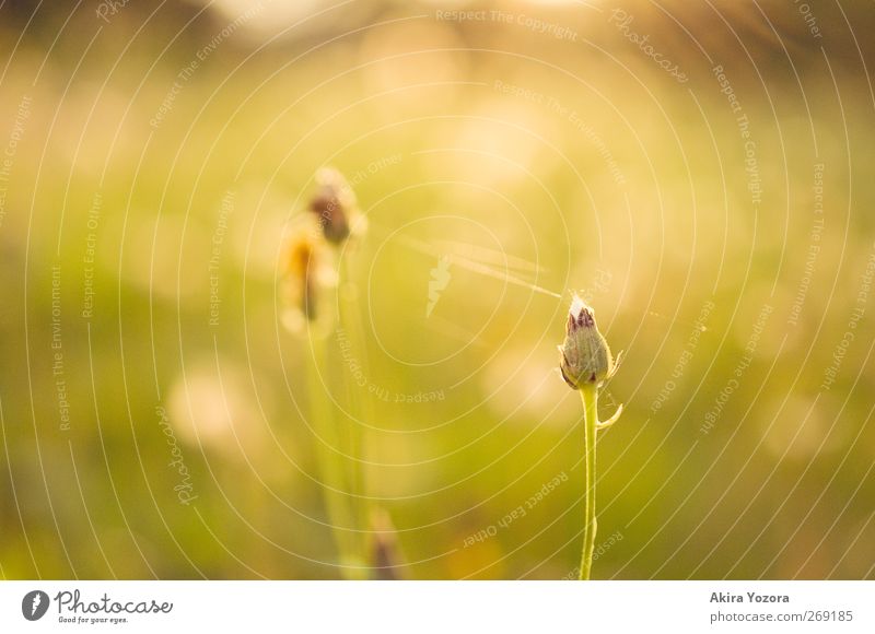 separated but connected. Nature Landscape Sunrise Sunset Sunlight Spring Summer Beautiful weather Plant Flower Blossom Garden Meadow To hold on Natural Warmth