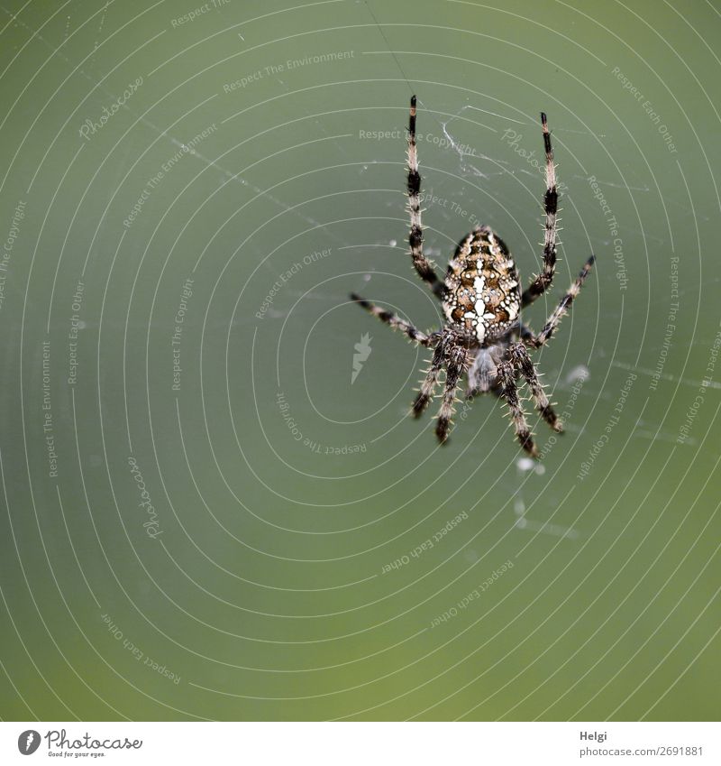 Close-up of a cross spider in a net in front of a green background Environment Nature Animal Autumn Spider Cross spider Spider's web 1 To hold on Wait Authentic
