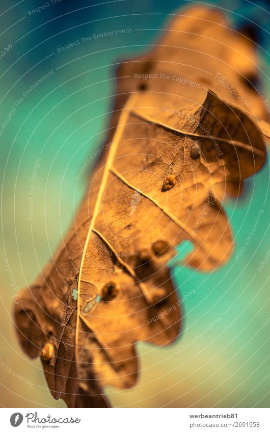 Brown leaf with blurry background Nature Plant Autumn Tree Leaf Beautiful Orange backgrounds defocused Seasons dry Maple leaf falling beauty in nature Deserted