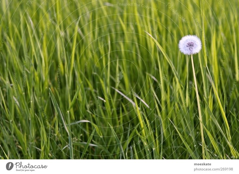 Make a wish! Well-being Expedition Environment Nature Plant Spring Flower Grass Foliage plant Meadow Happy Green Contentment Colour photo Subdued colour