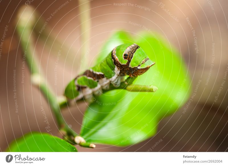 Caterpillar of the peacock moth Exotic Nature Animal Plant Leaf Wild animal Butterfly Worm 1 To feed Growth Exceptional Yellow Green Actias luna Colour photo