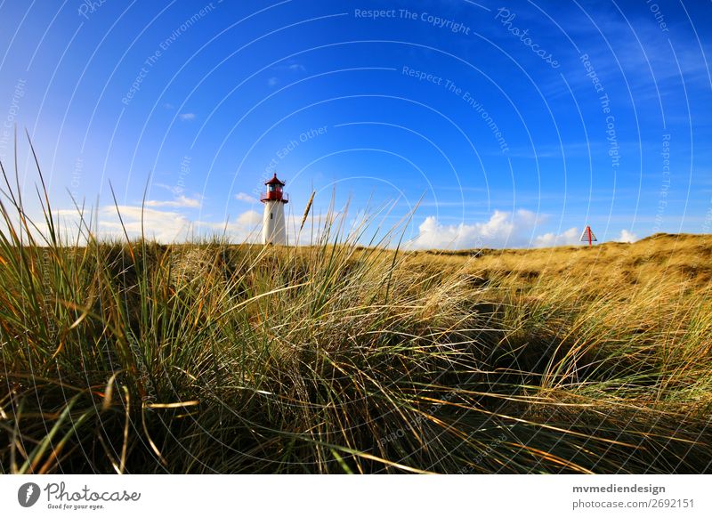 Lighthouse on Sylt Nature Landscape Plant Animal Sun Spring Summer Climate Weather Beautiful weather Wind Grass Bushes Ocean Island Far-off places Free