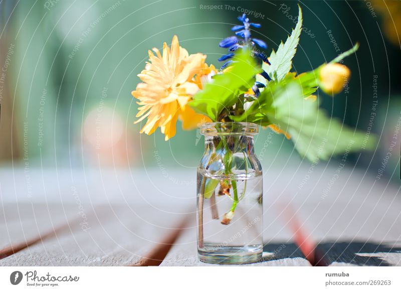 BIRTHDAY FLOWER Garden Nature Plant Spring Flower Leaf Blossom Glass Water Beautiful Natural Cute Blue Yellow Green Joy Sympathy Love Emotions Bouquet Vase