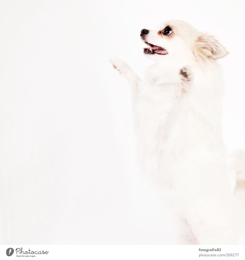 to the dog Animal Pet Dog 1 Discover Jump White Love of animals Curiosity Paw Colour photo Subdued colour Studio shot Deserted Copy Space left Flash photo
