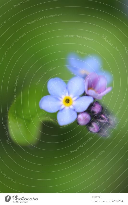 just remember - Forget-Me-Not Forget-me-not Myosotis romantic blossom spring blossoms forget-me-not flower spring bloomers delicate blossoms tender flowers