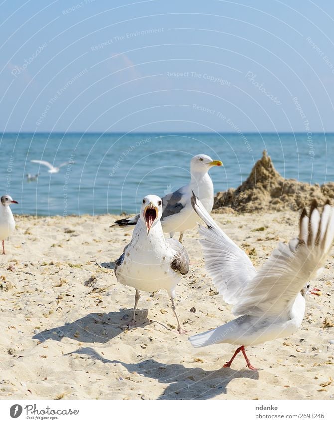 flock of white gulls flies on the Black Sea shore Vacation & Travel Tourism Freedom Summer Beach Ocean Environment Nature Landscape Animal Sand Sky Coast Bird