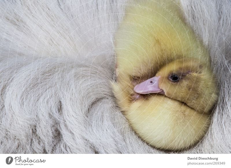 Soft bed Animal Farm animal Bird Animal face Pelt 1 Yellow White Warm-heartedness Beak Duck Goose Chick Sleep Relaxation Safety (feeling of) Cuddly Beautiful