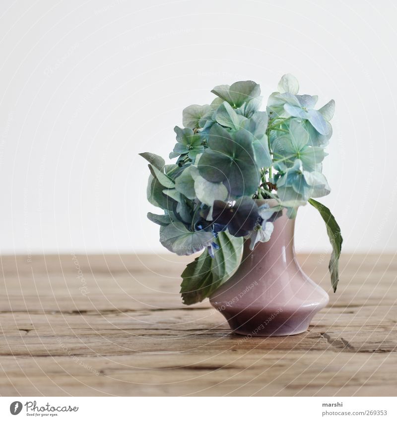 for mum Spring Plant Flower Leaf Blossom Foliage plant Pot plant Blue Pink Emotions Moody Hydrangea Mother's Day Bouquet Flower vase Wooden table Decoration