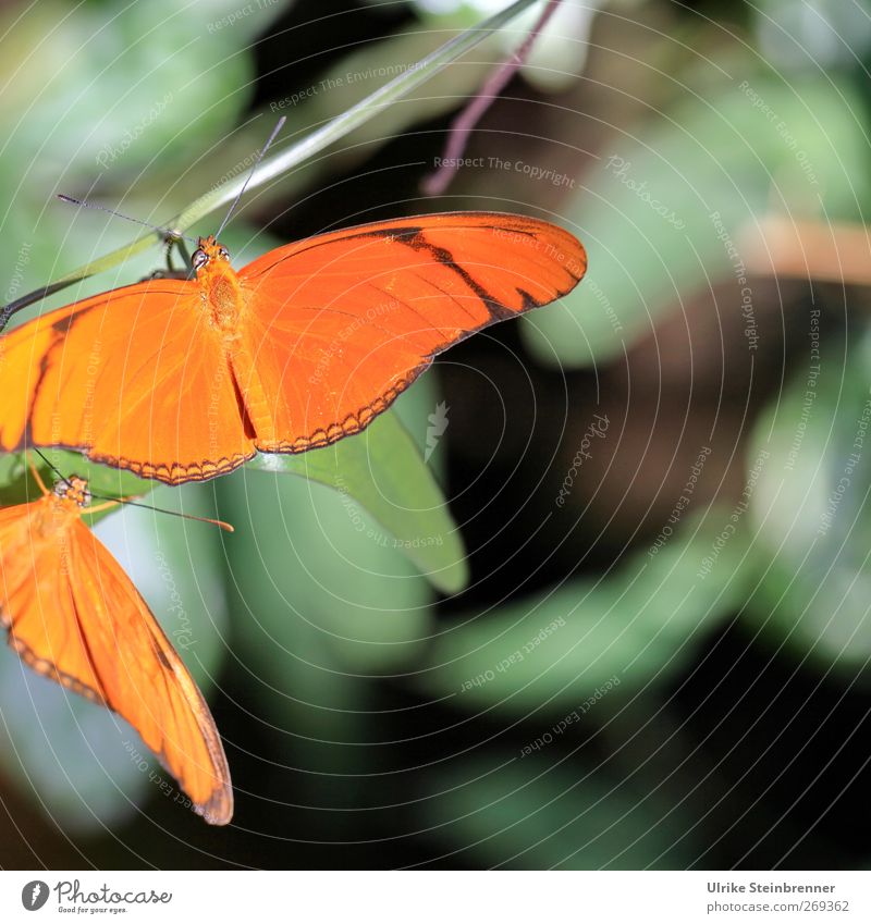 Date in the green Animal Wild animal Butterfly Wing Zoo 2 Pair of animals To hold on Hang Illuminate To swing Sit Wait Esthetic Exotic Beautiful Spring fever