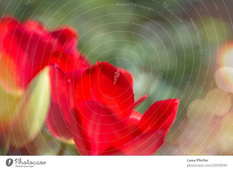 Close up of isolated tulips blossom Nature Landscape Plant Sun Spring Flower Emotions Happiness Passion Love Blooming Blossom Sunlight Garden Beautiful Blur