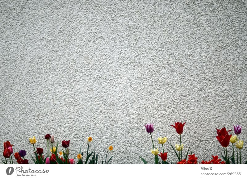 Wall Decoration II Spring Plant Flower Tulip Leaf Blossom Wall (barrier) Wall (building) Blossoming Fragrance Multicoloured Background picture Colour photo