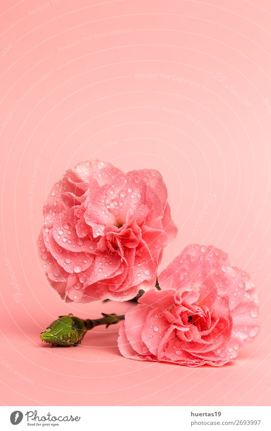 bouquet of pink carnations flowers Elegant Style Design Valentine's Day Art Nature Plant Flower Bouquet Natural Green Pink Love Romance Colour background Floral