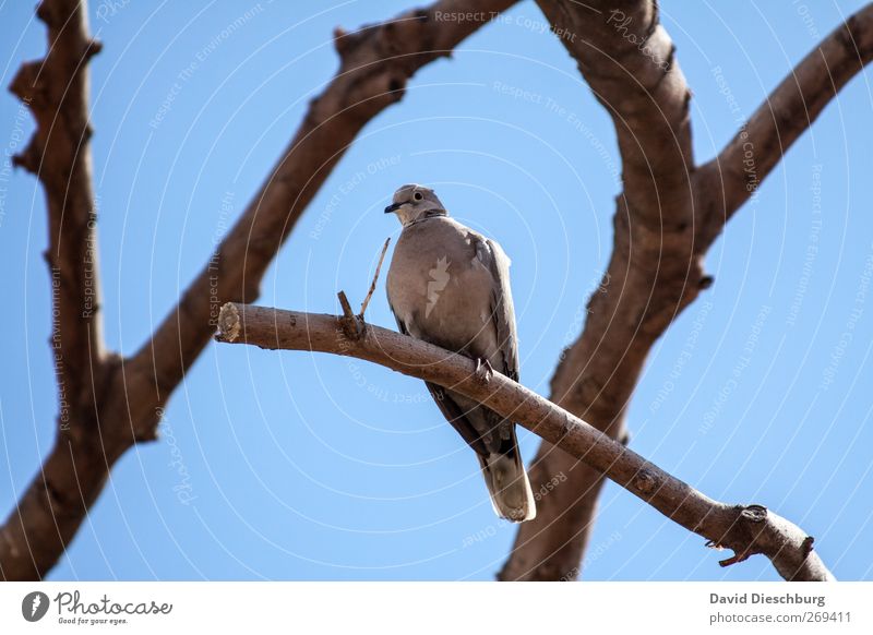 Sit & chill Cloudless sky Summer Beautiful weather Tree Animal Wild animal Bird Pigeon Animal face 1 Blue Brown Branch Colour photo Exterior shot Day Light