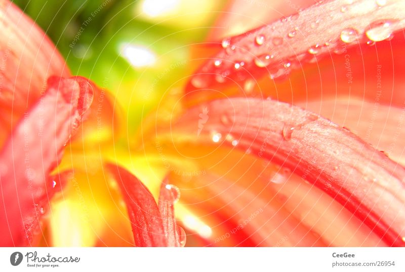 autumn bloom Blossom Autumn Red Yellow Green Plant Flower Meadow Wet Damp White Nature Blossoming Macro (Extreme close-up) Garden Detail Close-up Drops of water