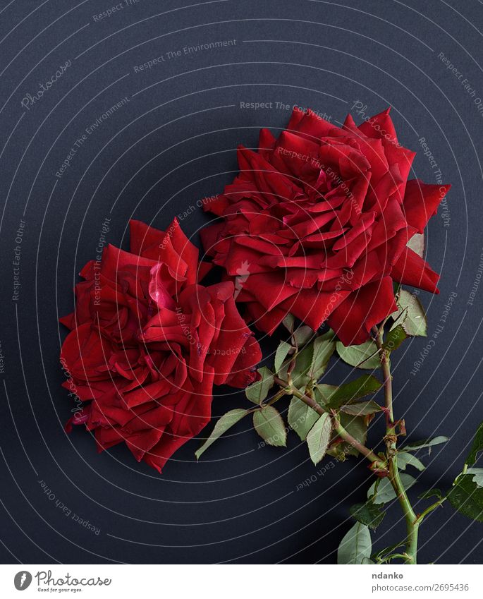 two red blooming roses Valentine's Day Mother's Day Wedding Birthday Nature Plant Flower Leaf Blossom Bouquet Blossoming Fresh Red Black Romance Colour stem