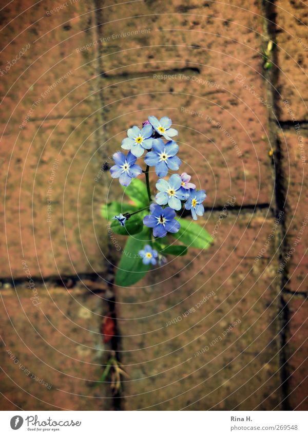 breakthrough Nature Plant Spring Flower Blossoming Natural Wild Blue Red Power Forget-me-not Paving stone Assertiveness Dominant Colour photo Exterior shot