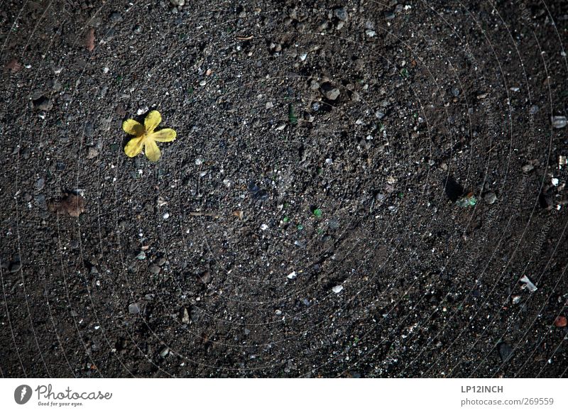 tspace on water III Environment Nature Landscape Plant Earth Sand Blossom Stone Gray Green Black Loneliness Divide Lose Fallen Floor covering Leaf Colour photo