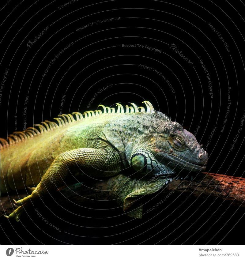 ::12-5:: Calm Animal Animal face Scales Zoo Lie Barbed agame Iguana Reptiles Sleep Dark background Colour photo Subdued colour Interior shot Close-up Detail